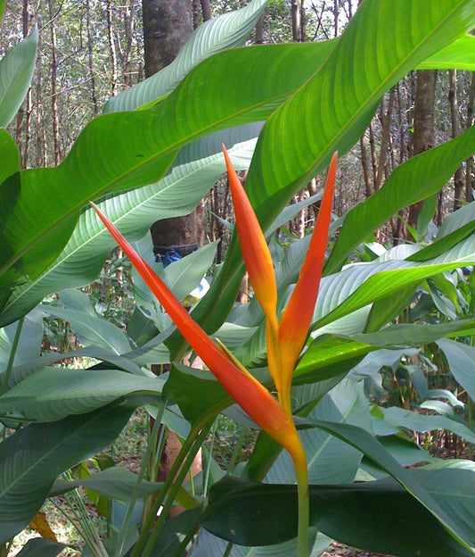 H.Hyb Tropic