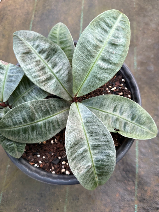 Labisia Ex Sp Indonesia new-2