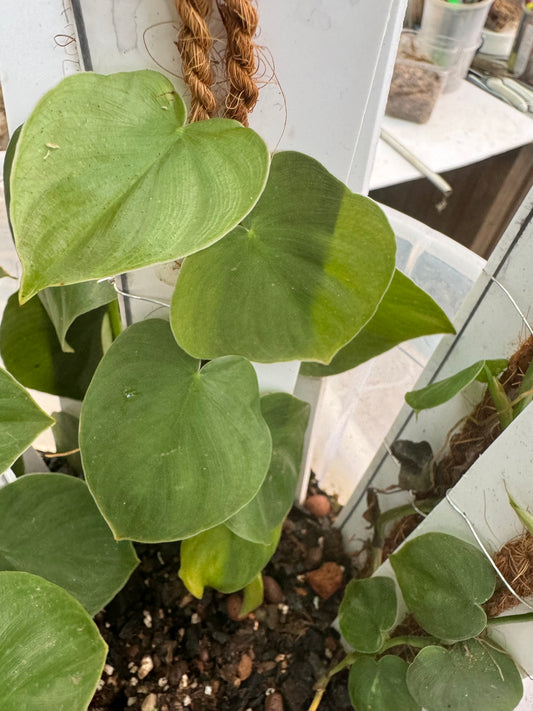 Philodendron Wernerii rotunda