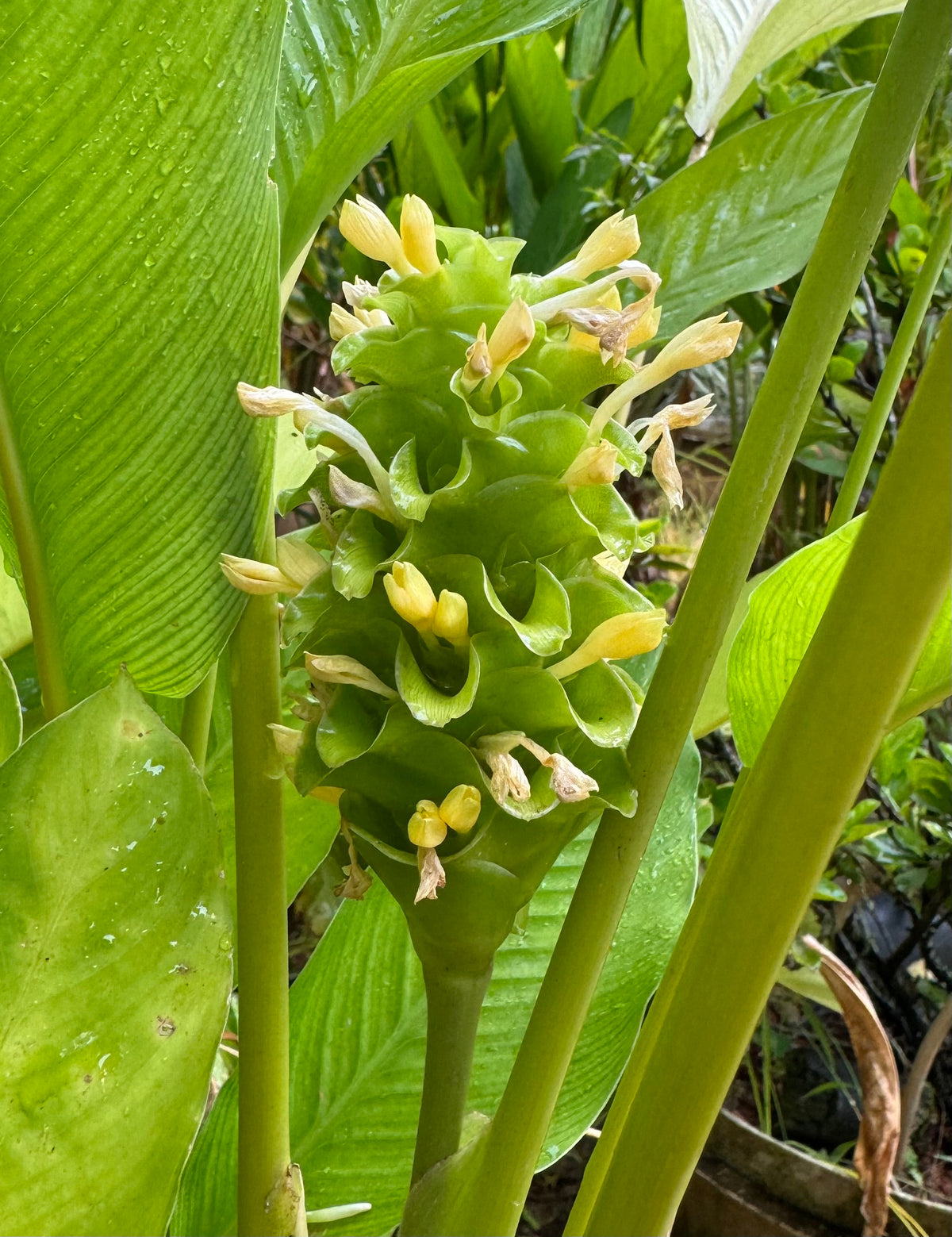 Calathea burlmaxi Green ice