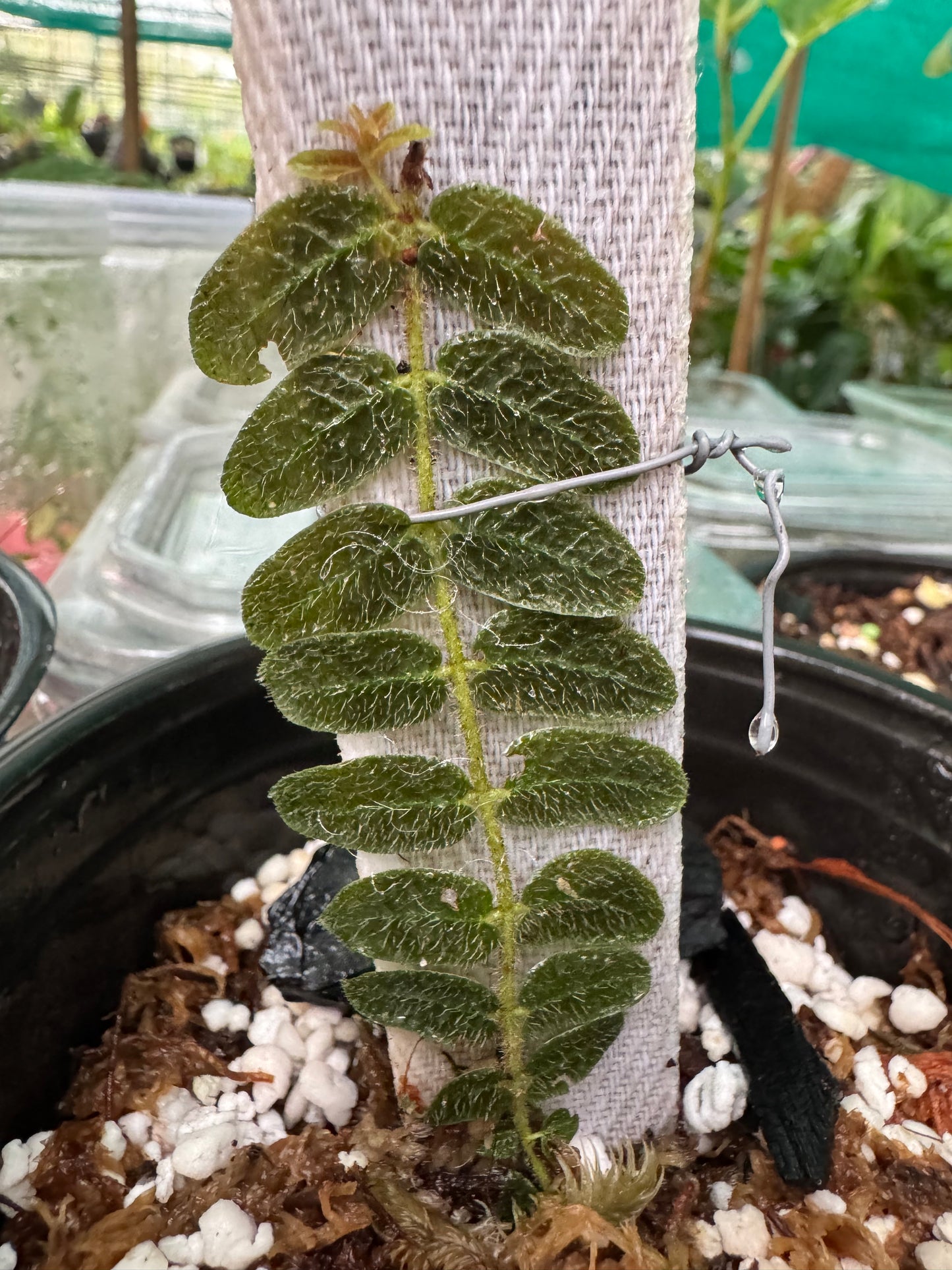 Ferns micrechites serpillyfolia