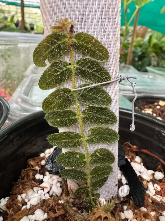 Ferns micrechites serpillyfolia