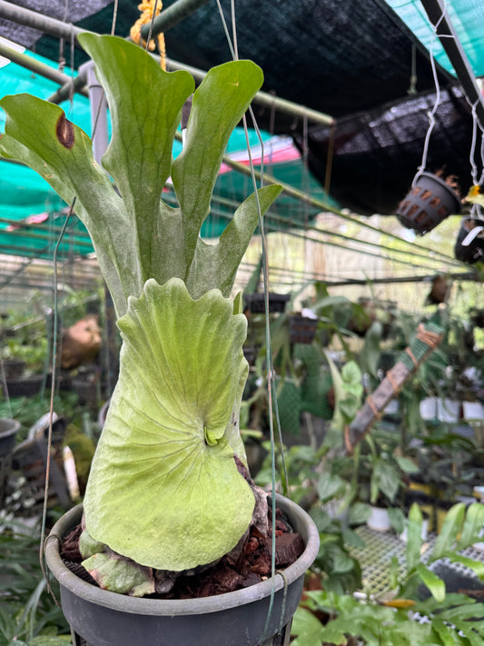 Fern Platicerium Grandae