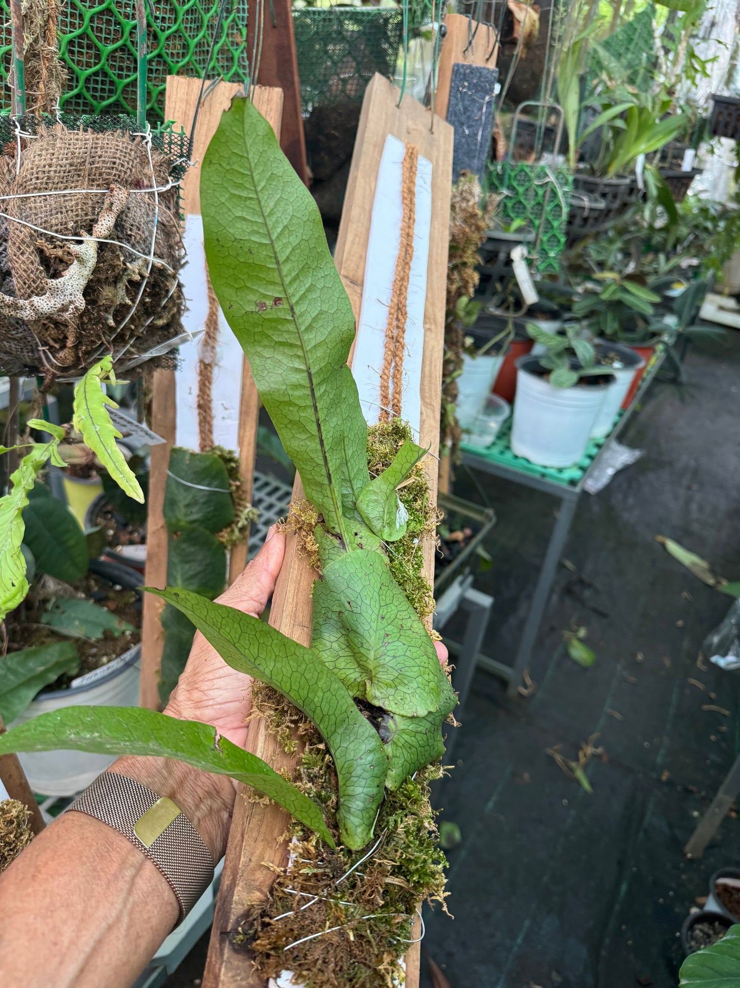 Ferns Dendroconche liguiforme