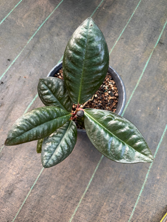 Labisia Ex Sp Indonesia -5