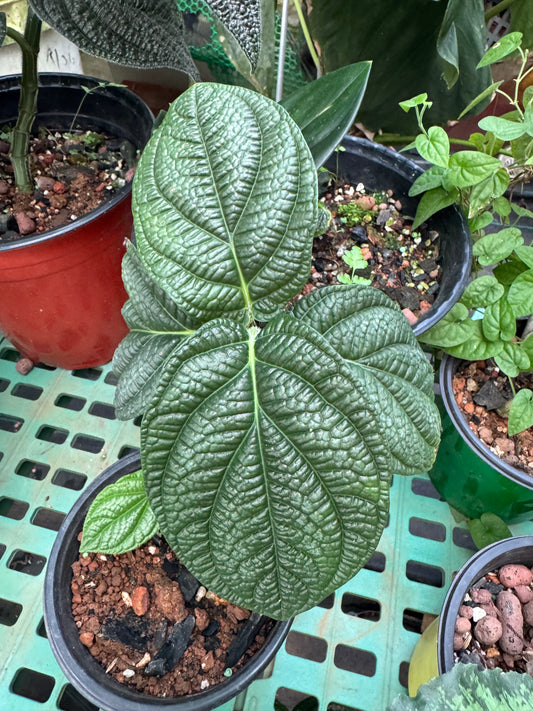 Piper Sp parmatum malayasia green