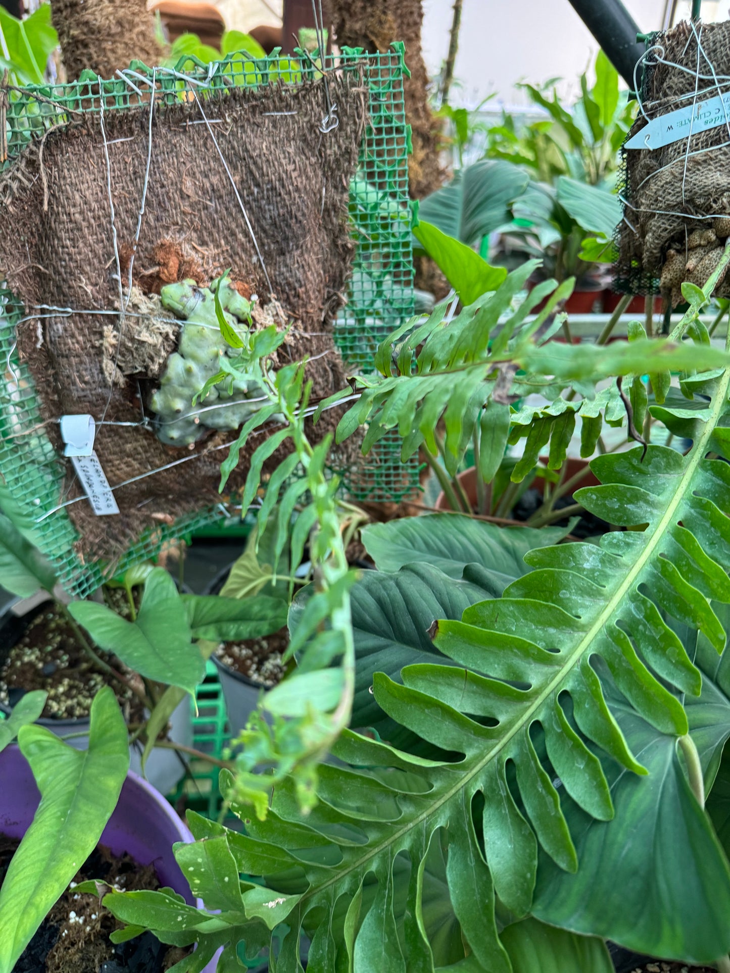 Fern Lecanopteris Ex sp Indonesia