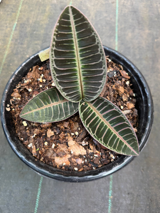 Labisia Ardisia embelantha pink