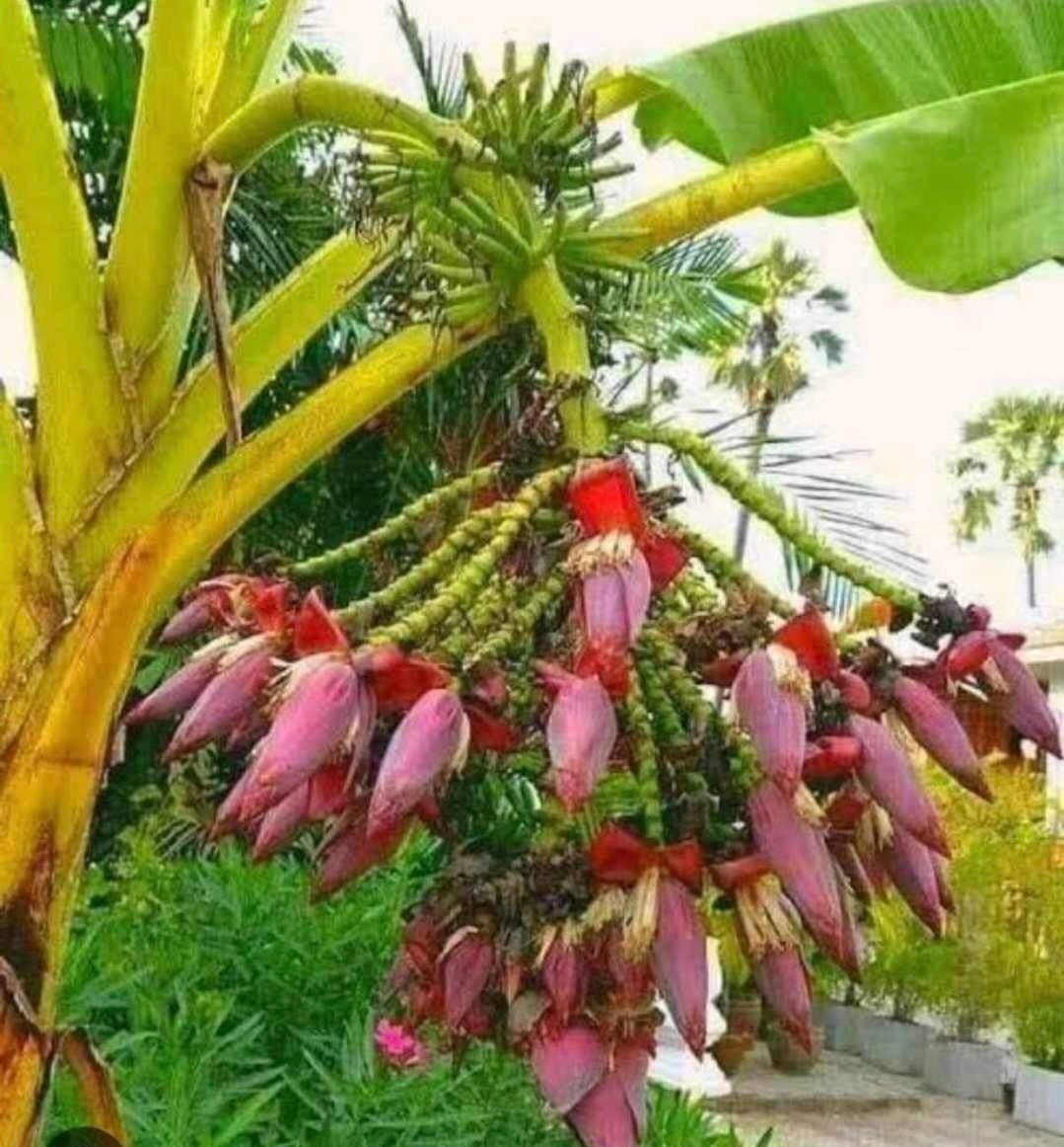 Musa Roipleered