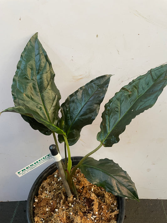 Chlorospatha. Sp Nappo
