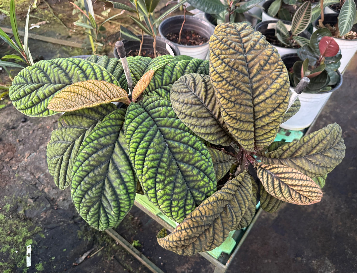 Labisia Ex Sp Vietnam