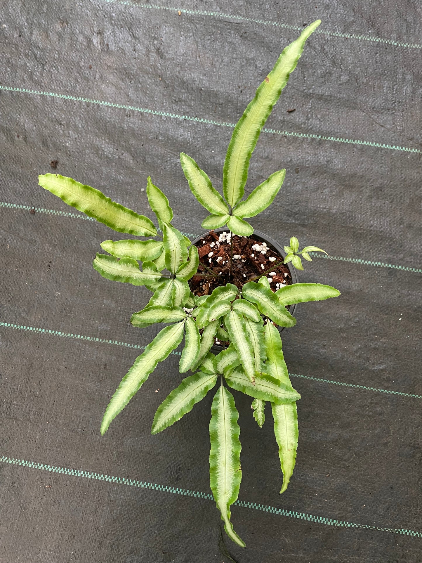 Fern Pteris cretica albolineata