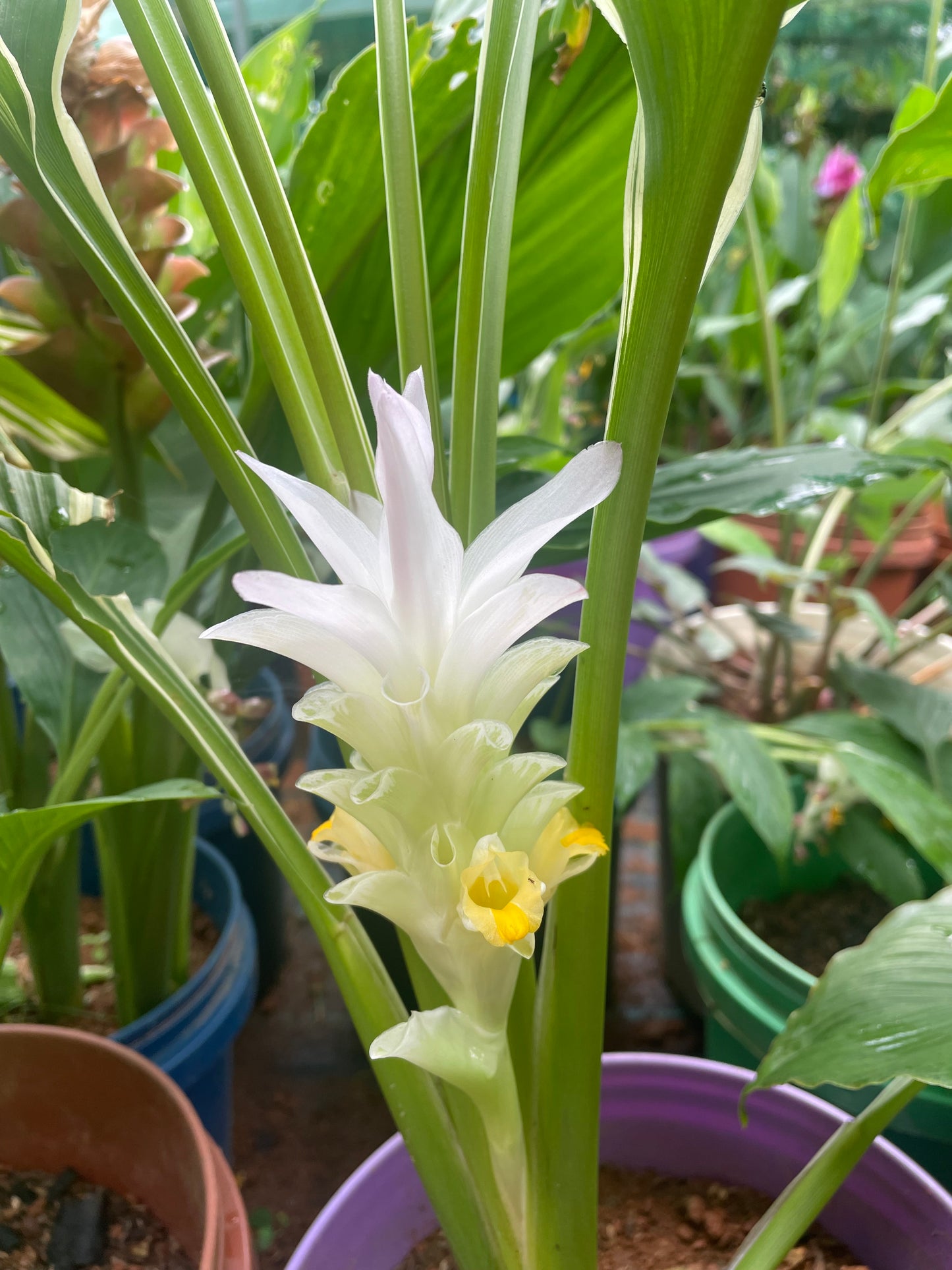 Curcuma Petiolata