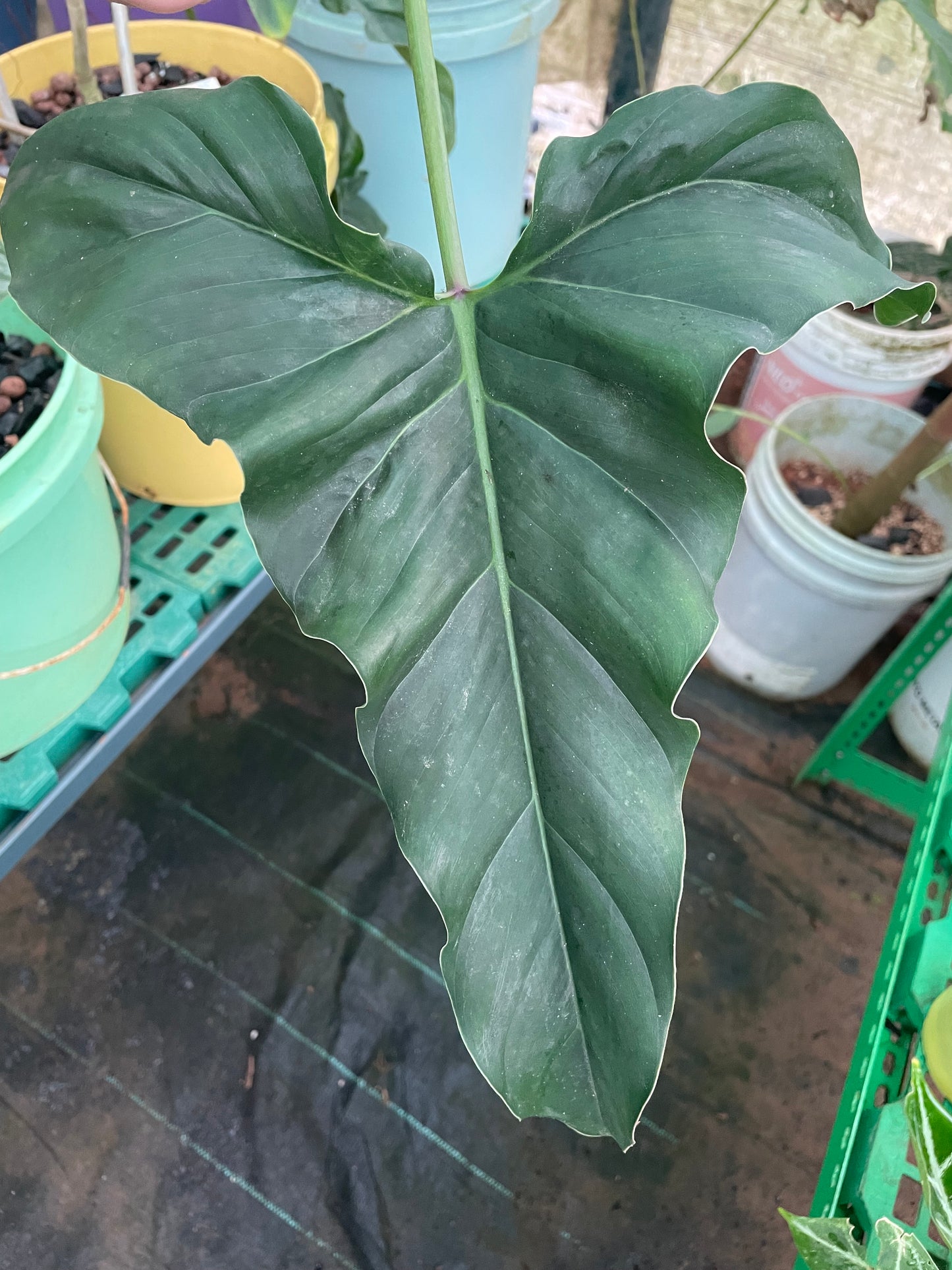 Philodendron Erubescens Ecuagenera