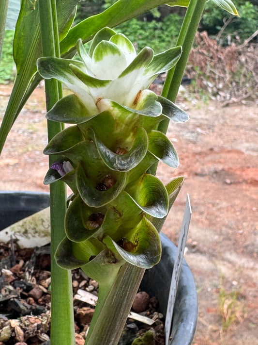 Curcuma sp green( small)