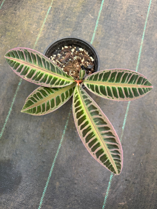 Labisia Ardisia embelantha Sumatra silver