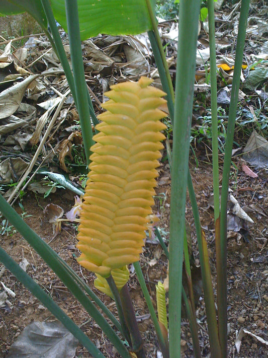 Calathea Crotalifera  Golden Fleece