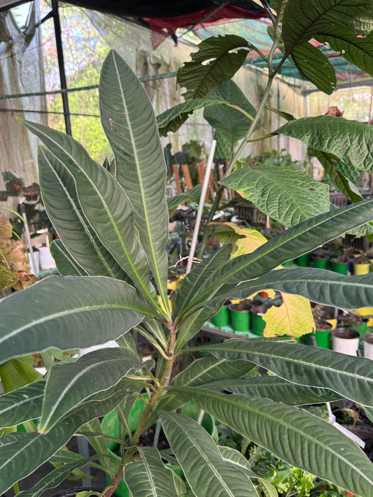 Labisia Ex Sp Thailand