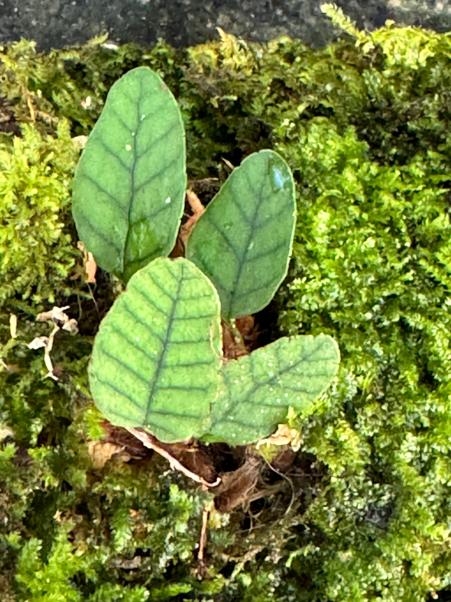 Fern Selliguea rhyncophyla