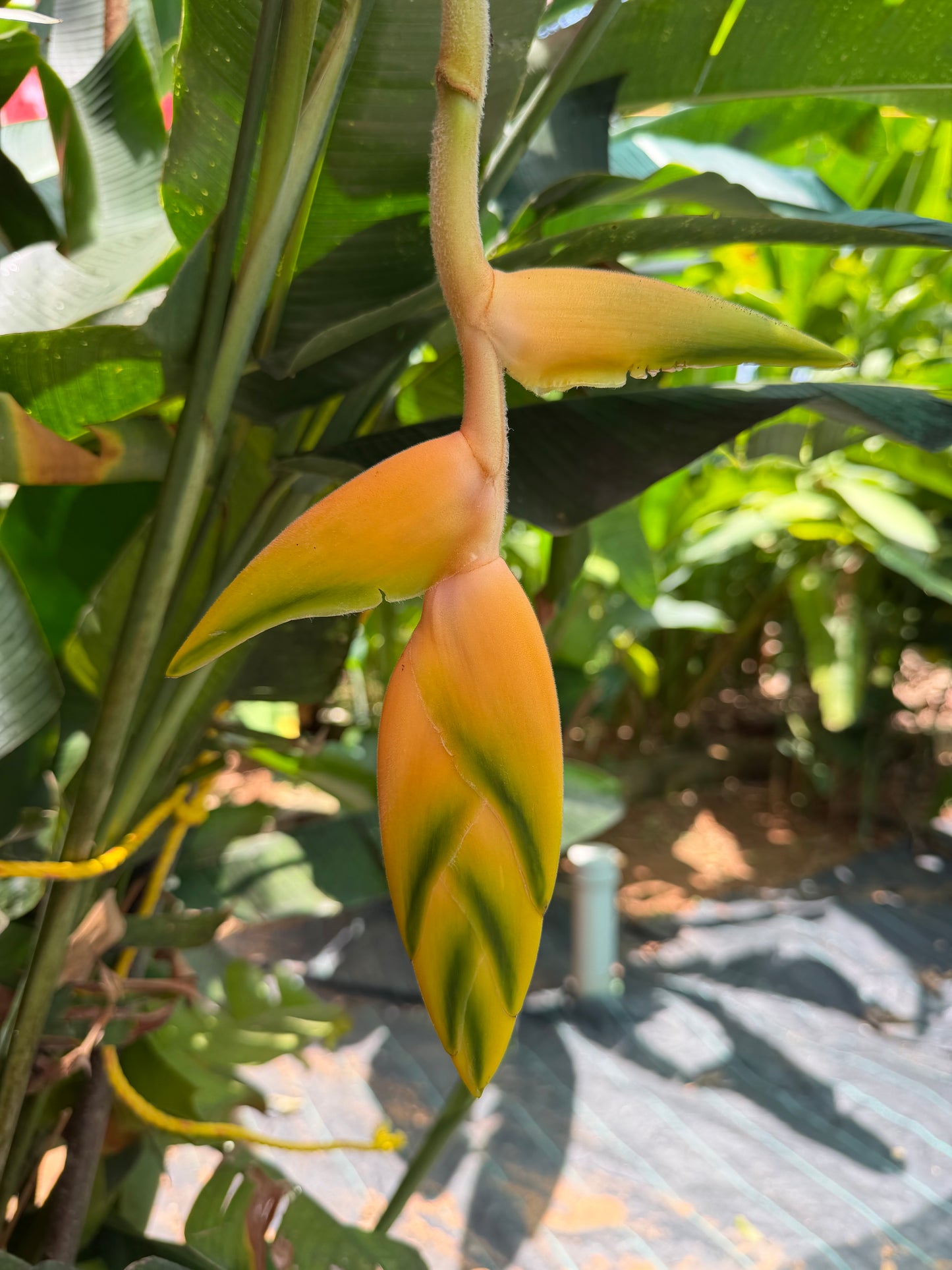 H. Rostrata peach