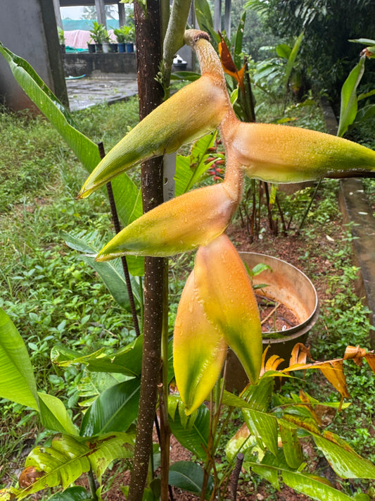 Heliconia. Rostrata peach