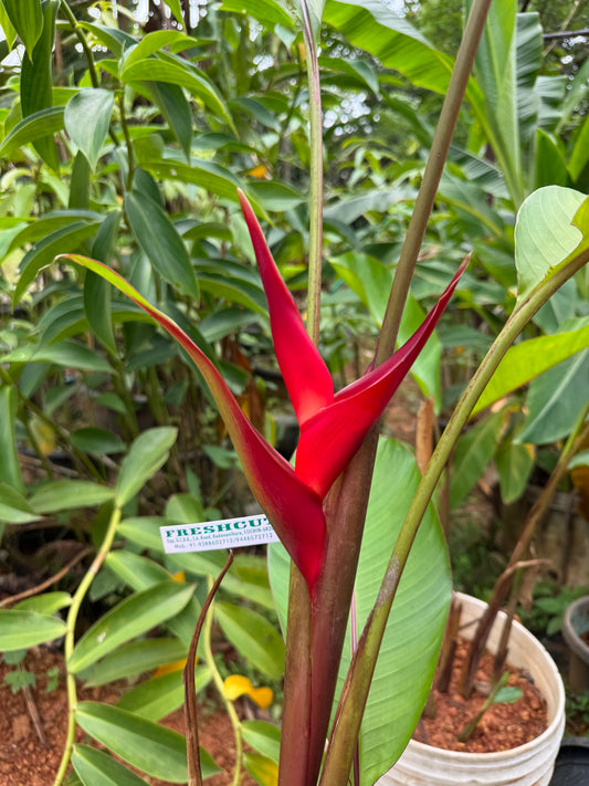 Heliconia stricta Sunshine