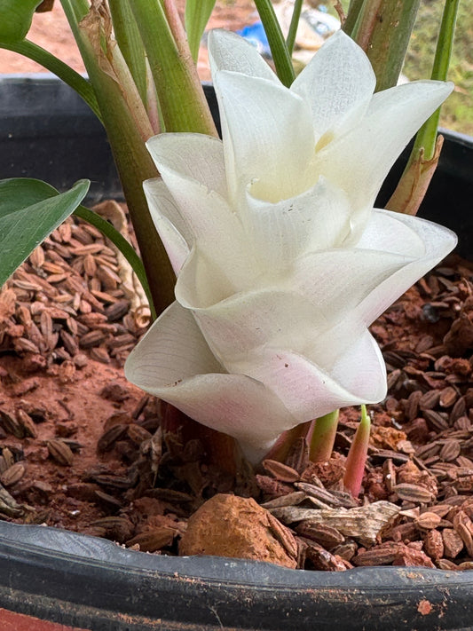 Curcuma sp umawadee#7(42)