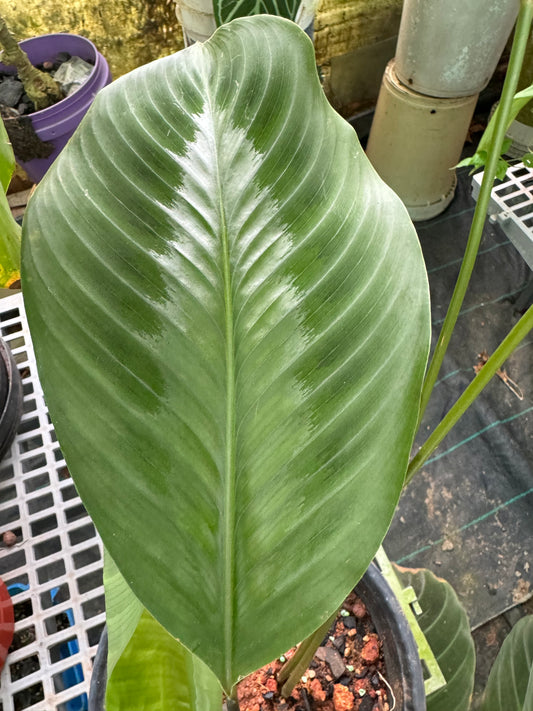 Calathea Wallisii