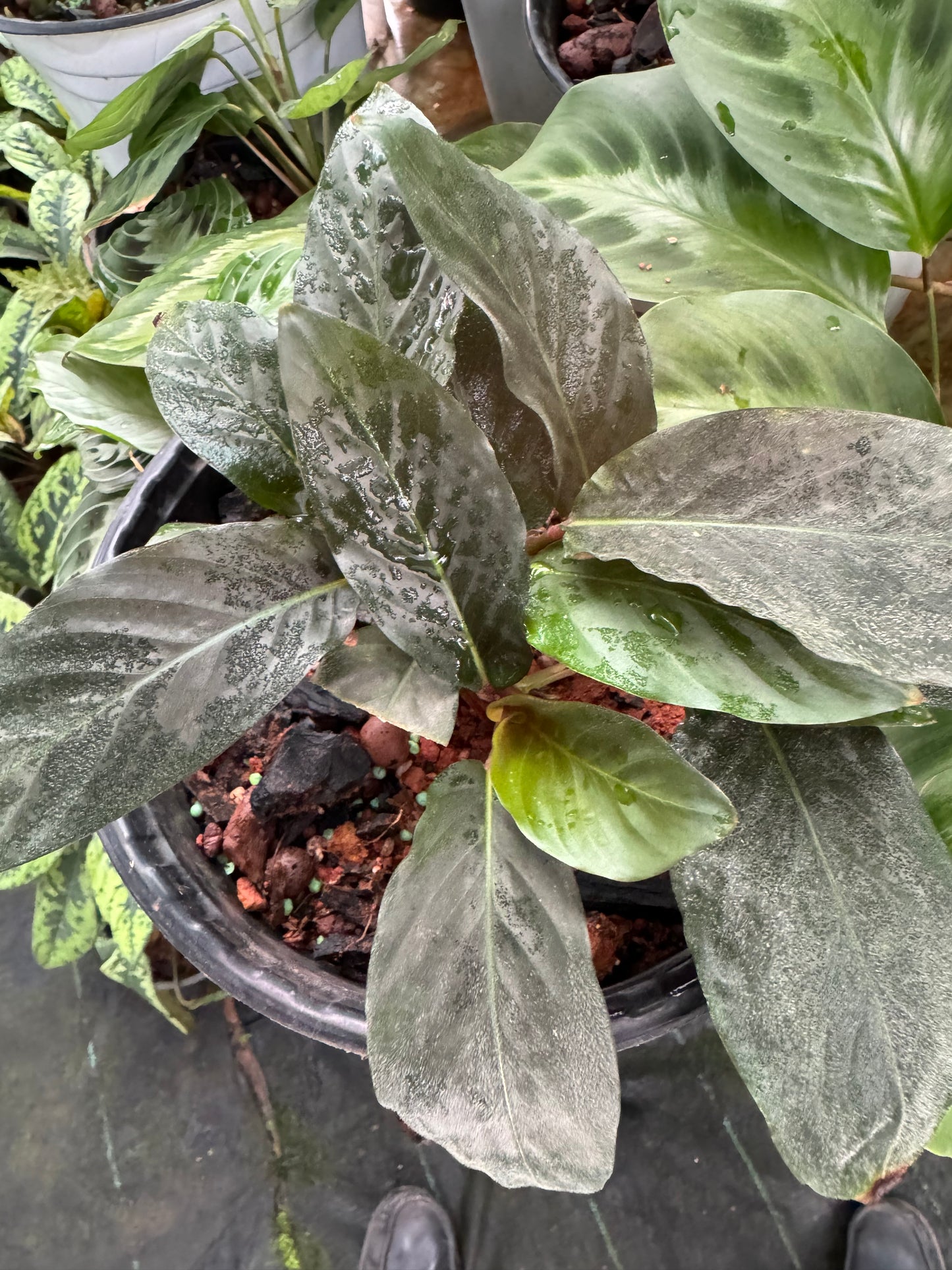 Calathea Aemula