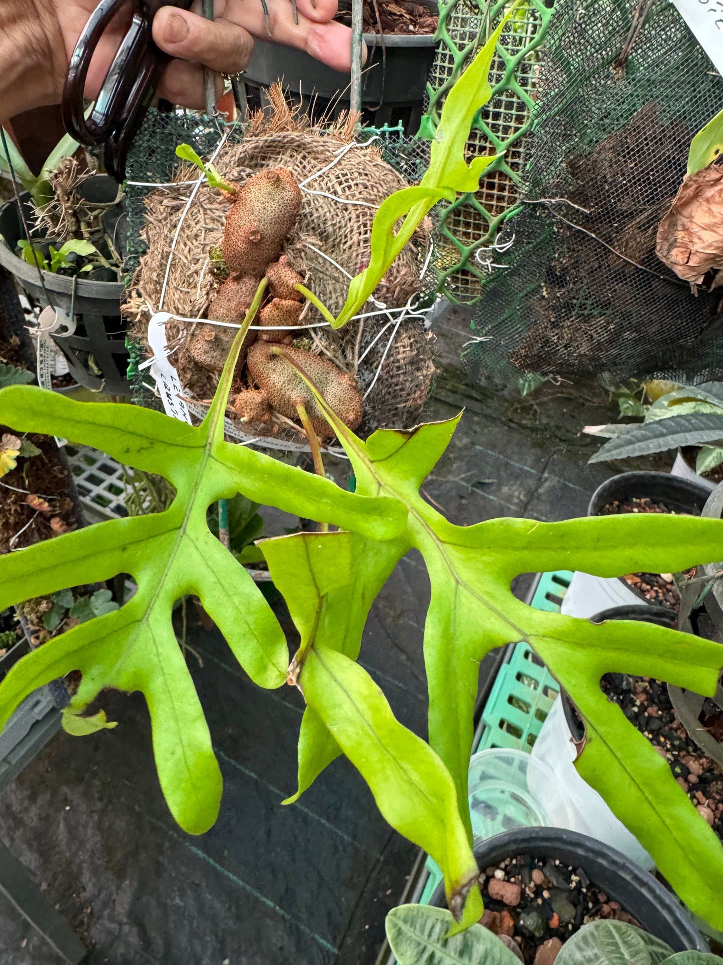 Fern Lecanopteris Crustacea