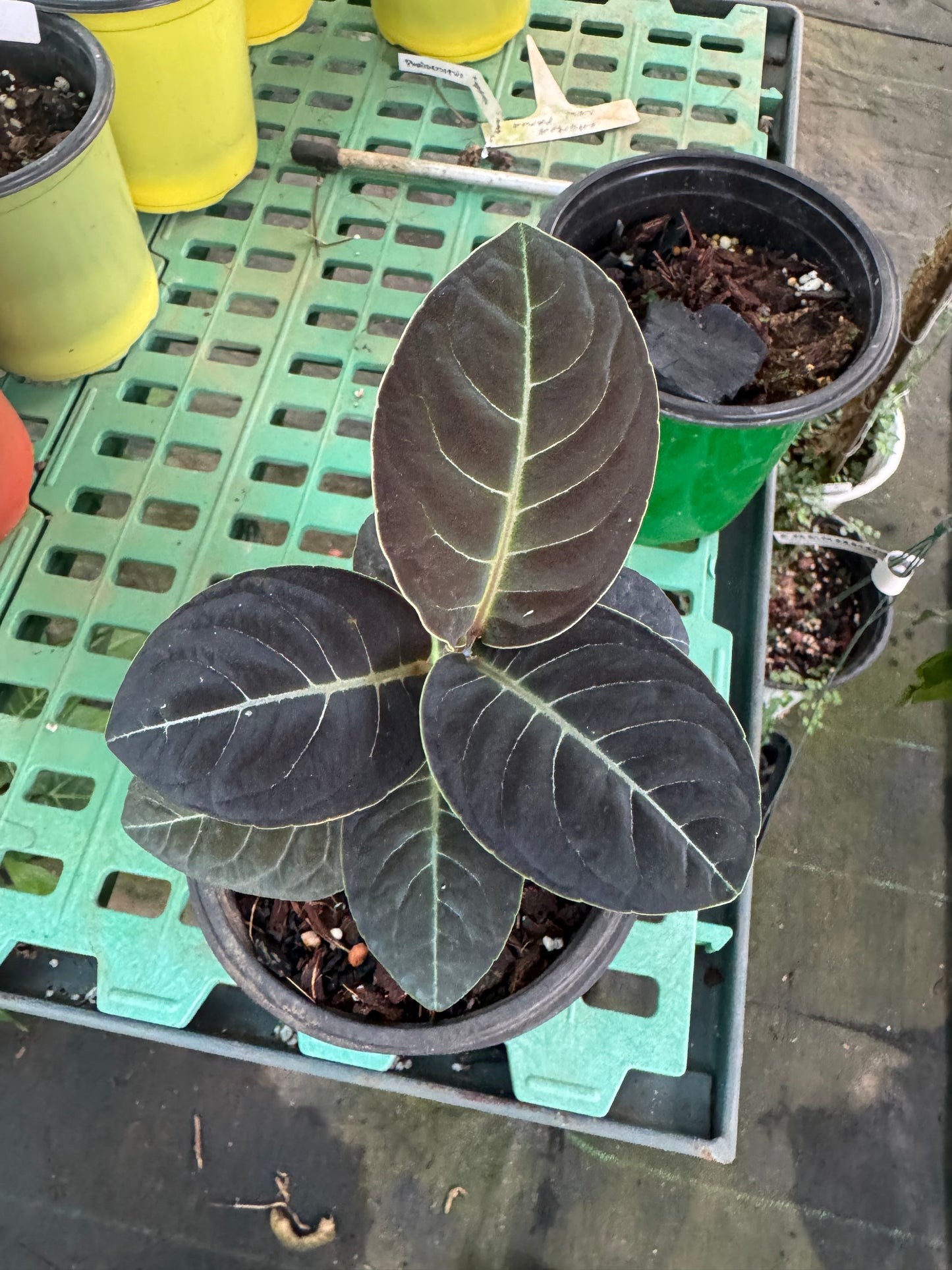 Labisia Ex Sp Indonesia -7