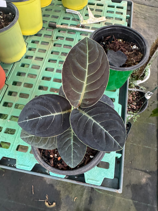 Labisia Ex Sp Indonesia -7