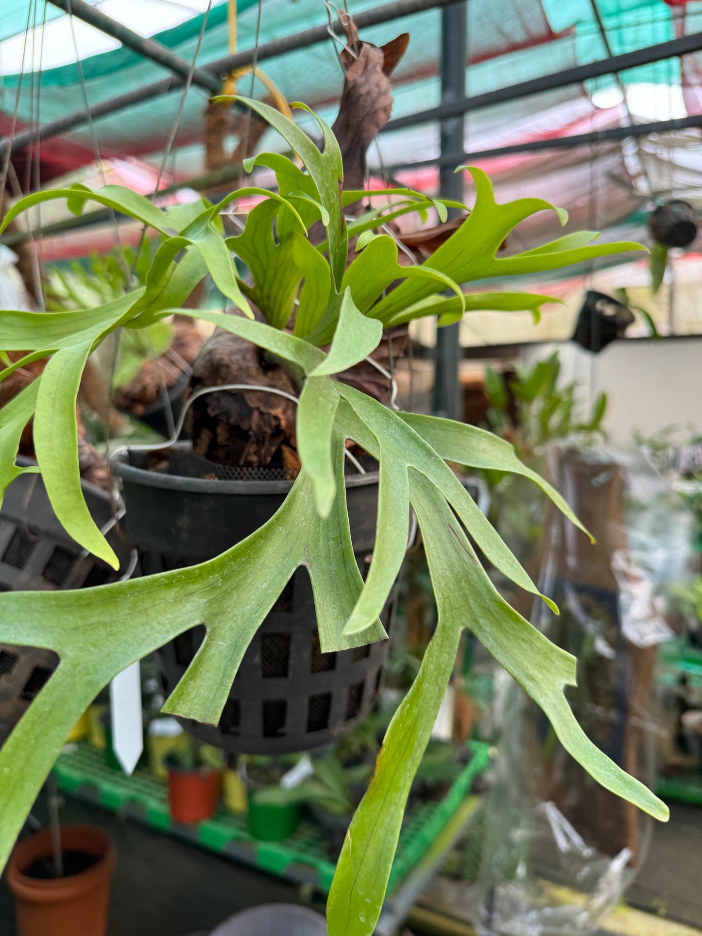 Fern Platicerium Coronerium