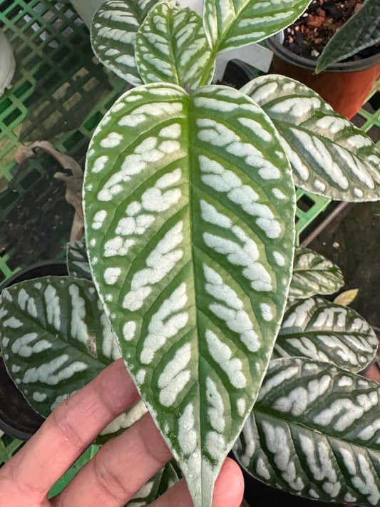 Kadsura borneensis