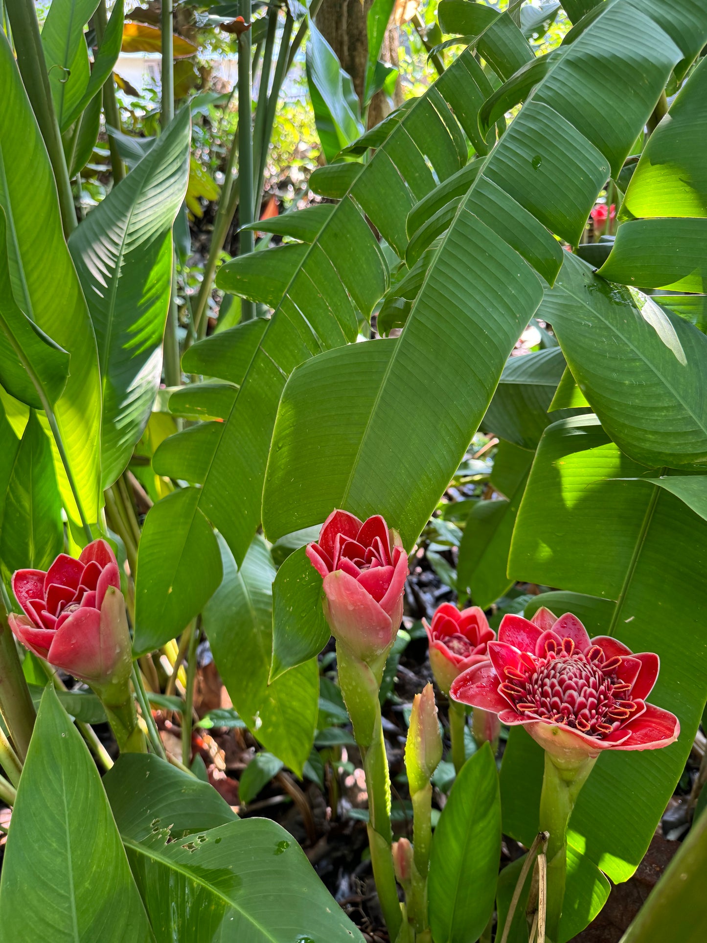 Etlingera red tulip