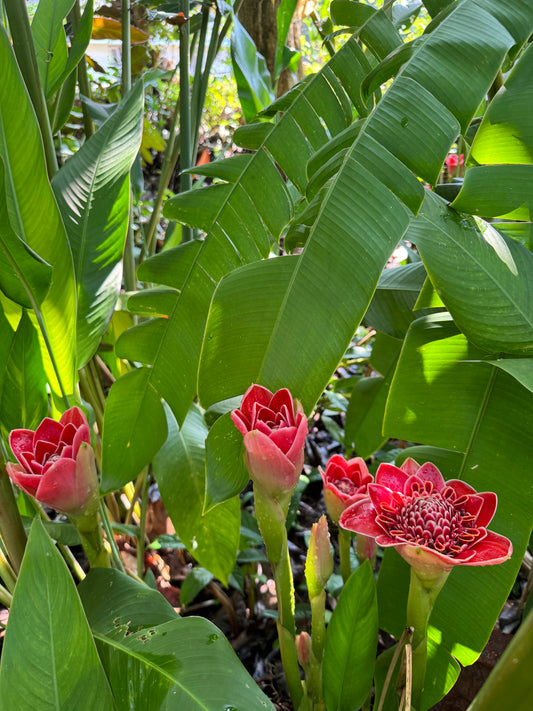 Etlingera red tulip