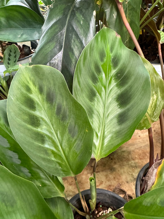 Calathea Santiago Moreno