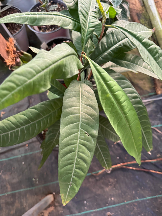 Labisia Ex Sp Indonesia -8