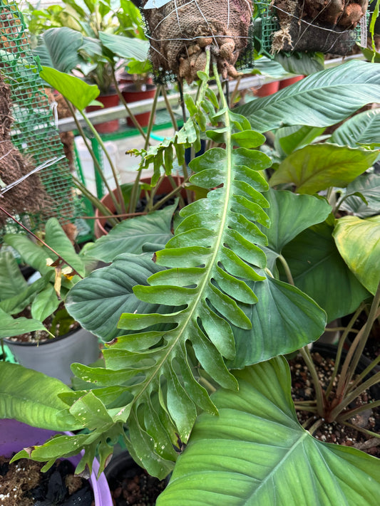 Fern Lecanopteris lomeroids