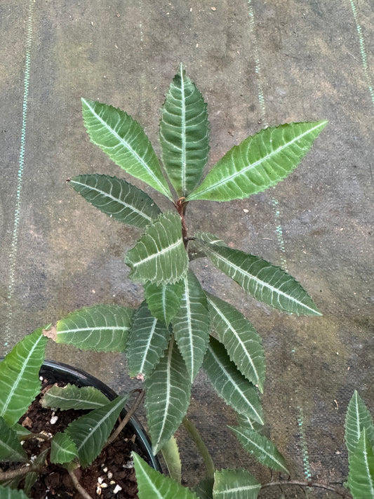 Labisia Ex Sp Vietnam