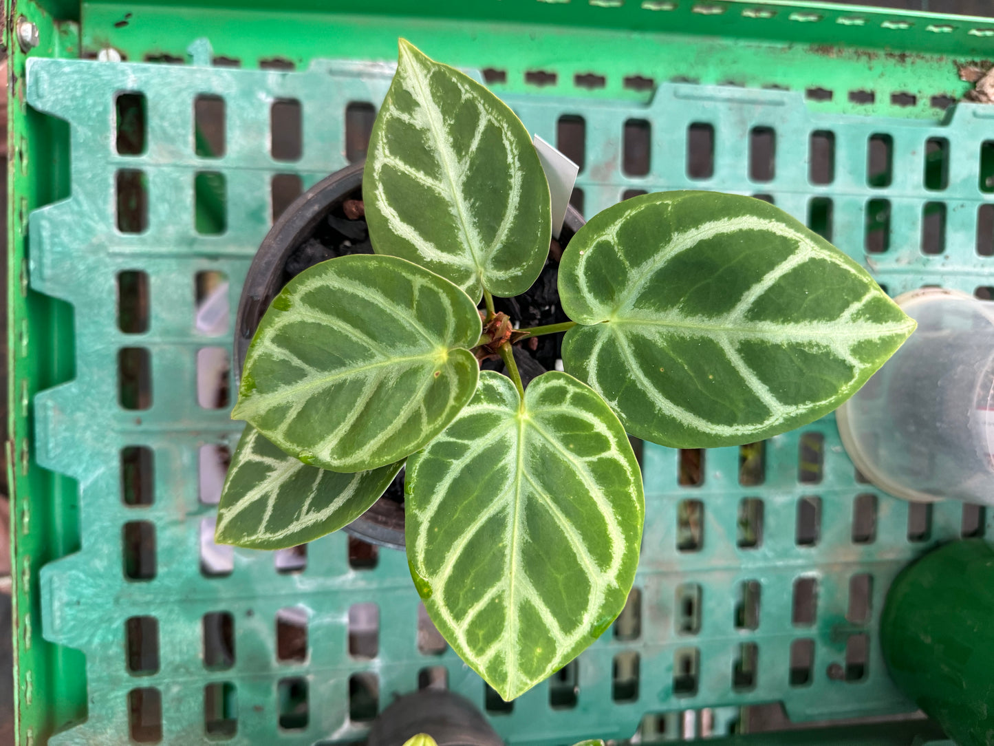 Anthurium Dorayakii