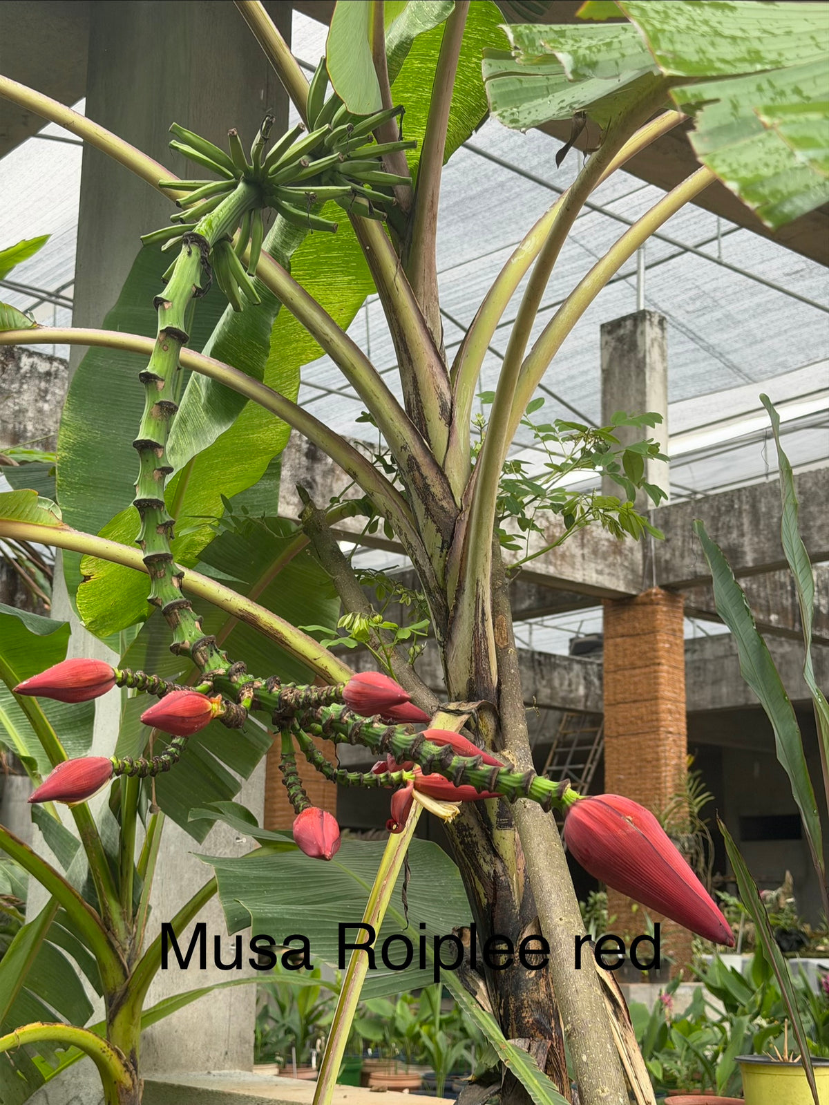 Musa Roipleered