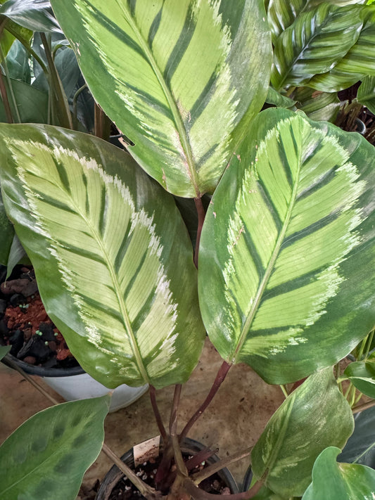 Calathea Gregord