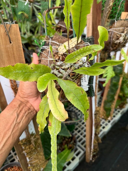 Fern Lecanopteris sinuosa sport