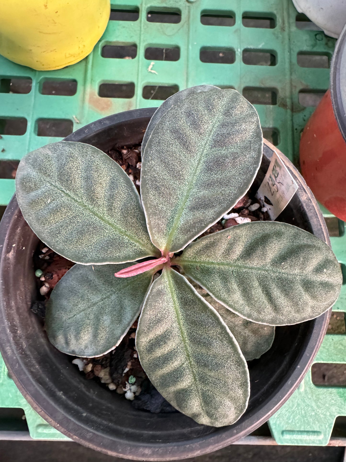 Labisia  ex sp pink edges Indonesia