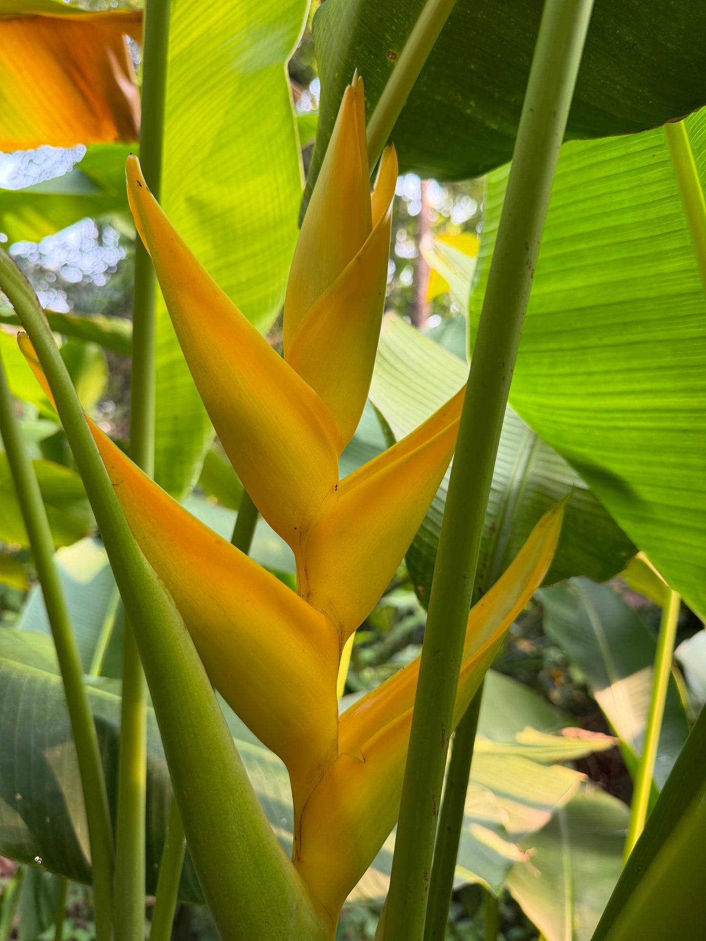 Heliconia Siberian Lemon