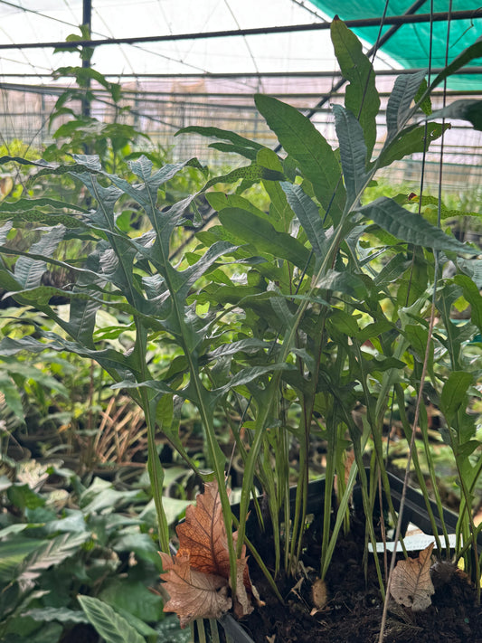 Fern Phlebodium aureum