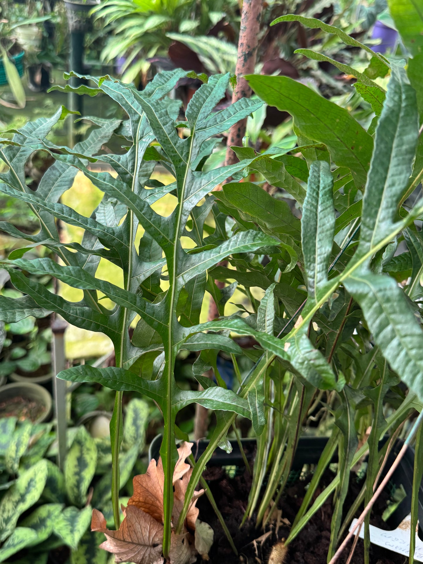 Fern Phlebodium aureum