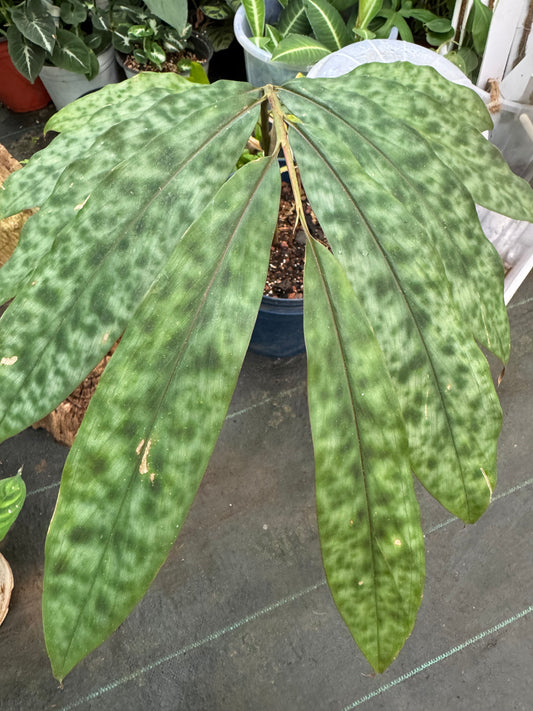 Etilingera Brevilabrum