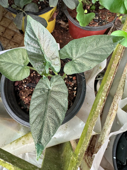 Alocasia Antaro velvet